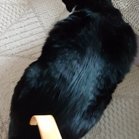 おはにゃの画像