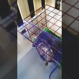 鼻先凍るとまと国…:(´◦ω◦｀):の画像