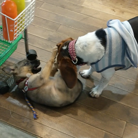 大型仔犬の画像