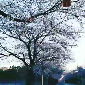 ソロソロの画像