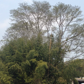 鳴いてる〜の画像