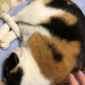 【動画】ツンツンしても。の画像