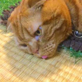 ぽんトマイムの画像