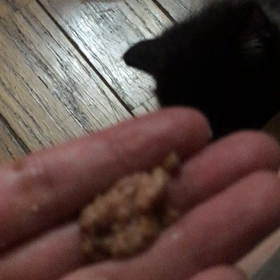 俺、親猫になる 52の画像