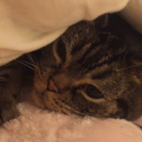 猫のゴロゴロが心に良い って 本当ですかの画像