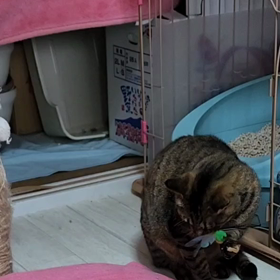 マムちゃん大好き❤️の画像