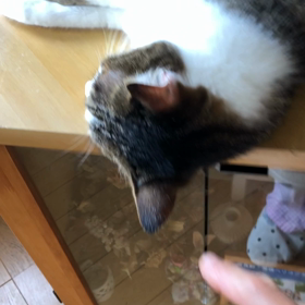 パパへのお願い！保護猫デールのまったりをいつもお邪魔人間。の画像