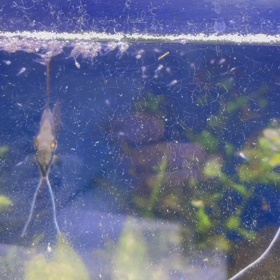 台風きてますね、。熱帯魚暑そーの画像