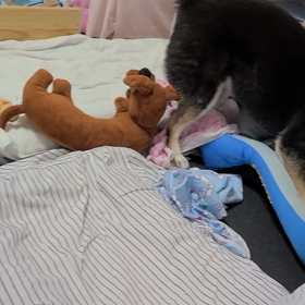 巻き込まれて…吹っ飛ばされたネコの画像