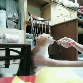 ちゃ助、ちゅ〜るタイムWwwの画像