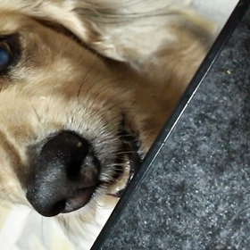 いやしいです‼の画像