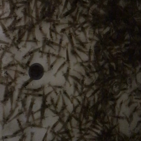 元気なモエビ＆地エビが入荷しましたの画像