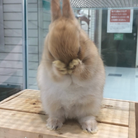 ウサギに夢中。の画像