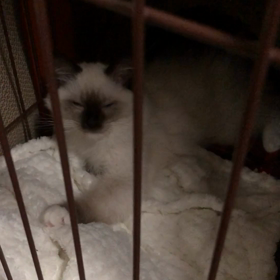 おねむラテさんの画像