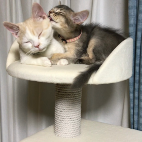 ミルクココア備忘録の画像