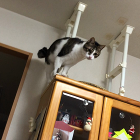 あれ？雪がない！  デール朝から元気に!の画像