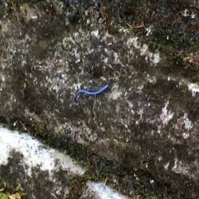 【複製】アリはたくましいの画像