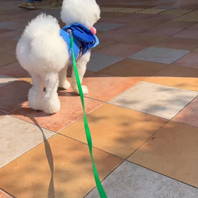 今日は散歩にゴーの日の画像