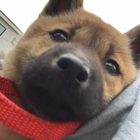 ケリーバッグの画像