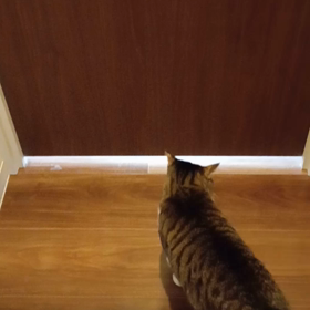 *はやく開けてよ〜！の画像