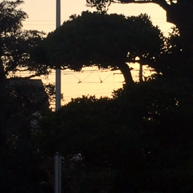 ウグイスの画像