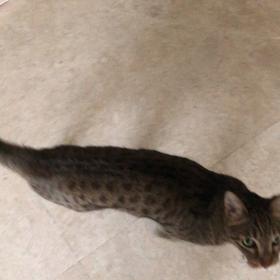 ただいま！ぶんちゃん！！の画像