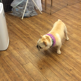 だいきちくんの画像