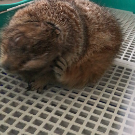 お手入れ中の画像