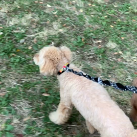 10月31日13わんこと2時間30分遠足　代々木公園表参道の画像