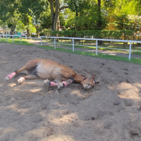 TOKYO 2020開幕！馬たちの環境の画像