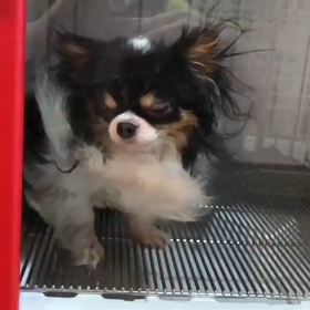 チワワのさとる君の画像