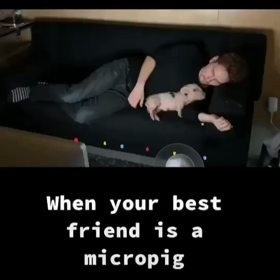 マイクロブタが親友だったらの画像