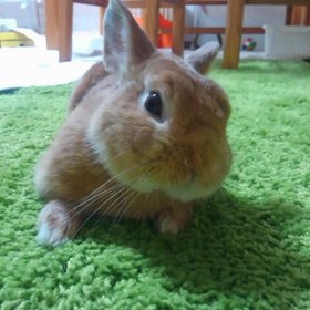 ネムネムみかん生中継!!の画像