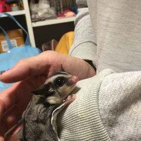 おっとりさんの画像