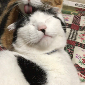 ようやく、いつも通りの画像