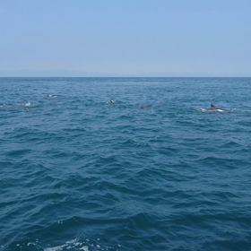 動画 イルカたちの画像