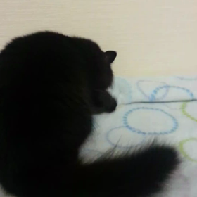 じじ。の寝床の画像