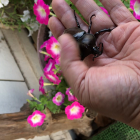 今朝のRTN   (朝採れカブトムシ)の画像