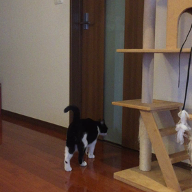 くろちゃんドアを開けるの画像