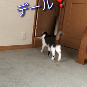 動物の体内時計…デールの場合！の画像