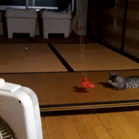 火災報知器カバーと扇風機と猫の画像