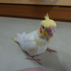 ☆入荷情報☆の画像