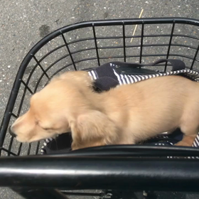 今日のワンコパート5。ドライブの画像