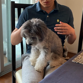 むぎの行動パターンの画像