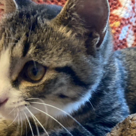 可愛いけけ君の画像