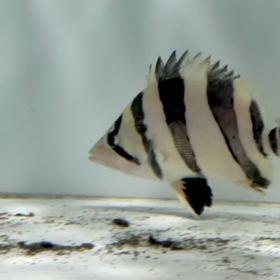 連日のレア魚売約！！の画像