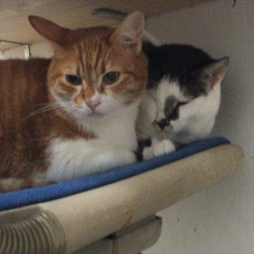 珍しい組合わせ ガオとアシタカの画像