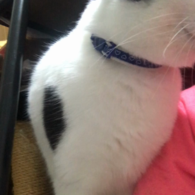 おねだりパンチの画像