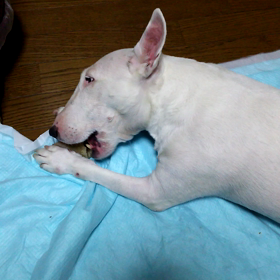 頑張るを頑張ったからの画像