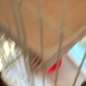 月曜日のジムからの猫デールの夕食の画像